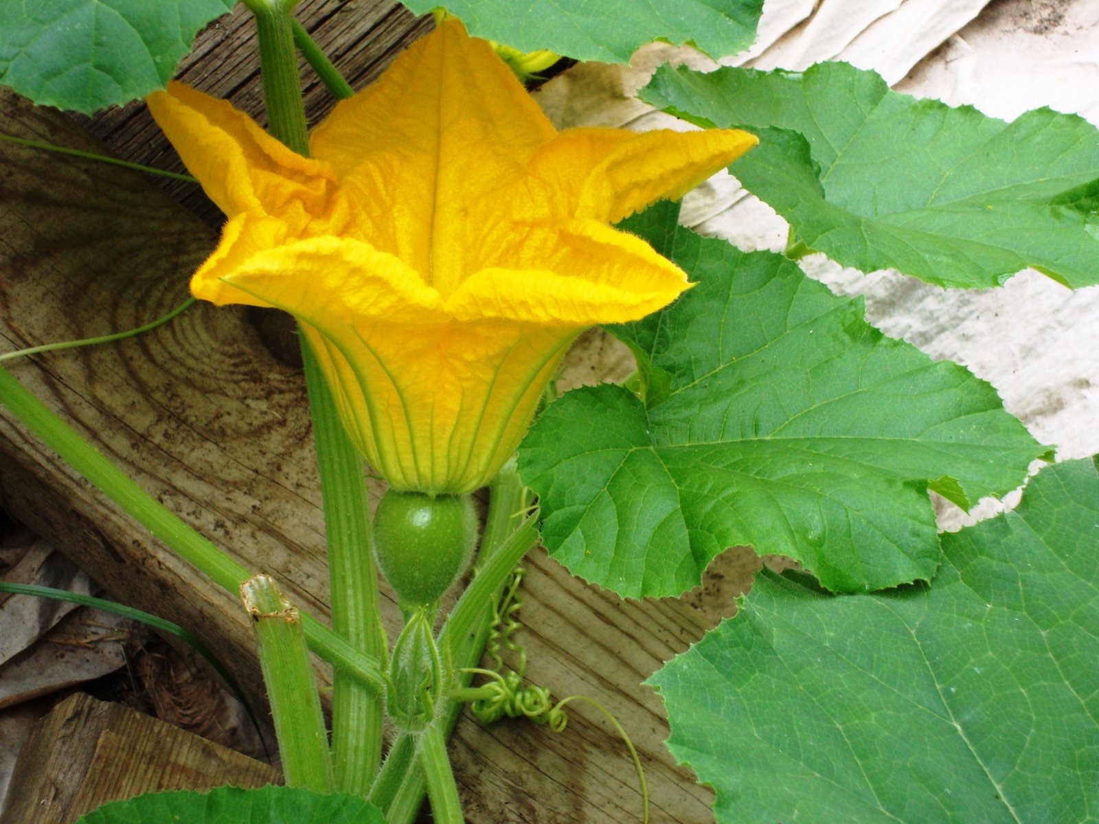 [garden+baby+zucchini.JPG]
