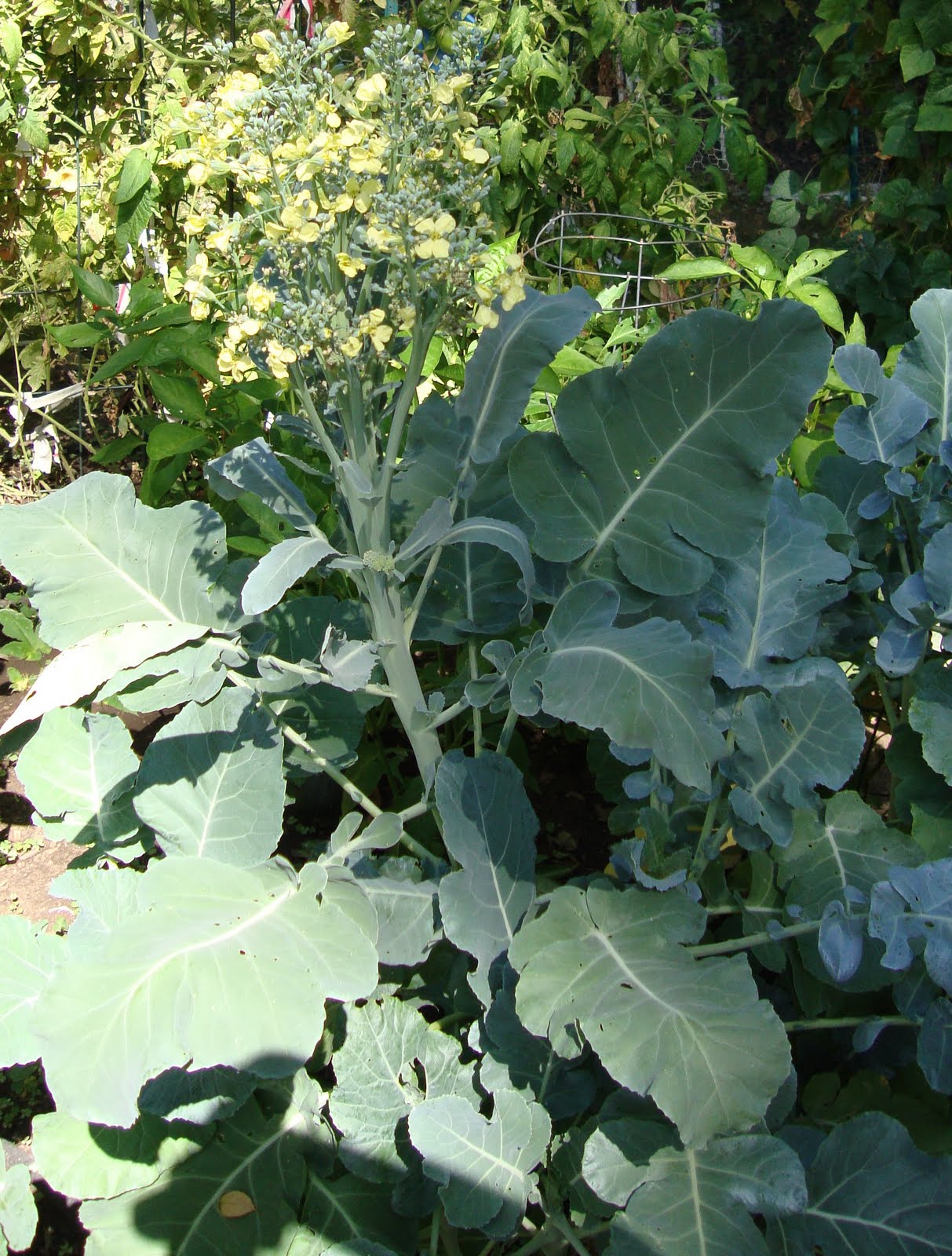 [broccoli+003.JPG]