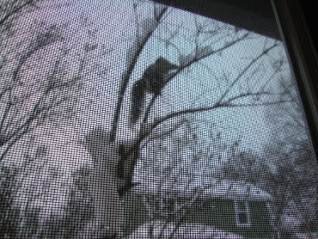 [climbing+squirrel.JPG]