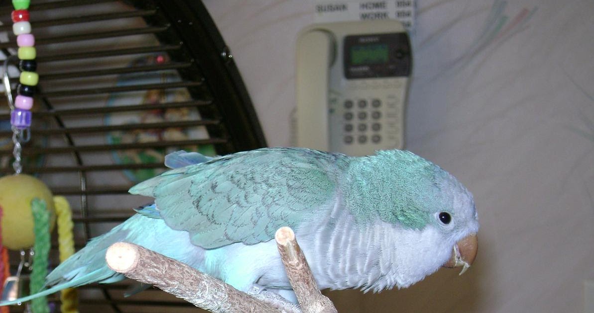 Jaytee's Quaker Parrots SMOOCHES