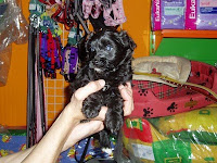 OTRO PEQUE ADOPTADO!!