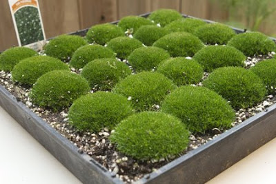 Cómo se hace: Macetas de musgo para decorar : x4duros.com