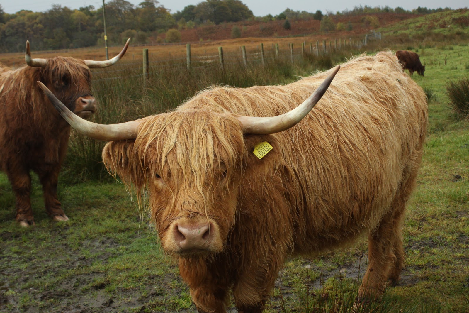 Peach and Thistle Scotland Trip; Highland Cattle!