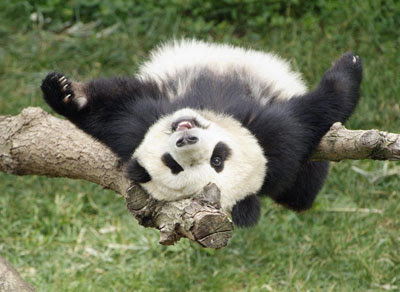 Panda+upside+down.jpg