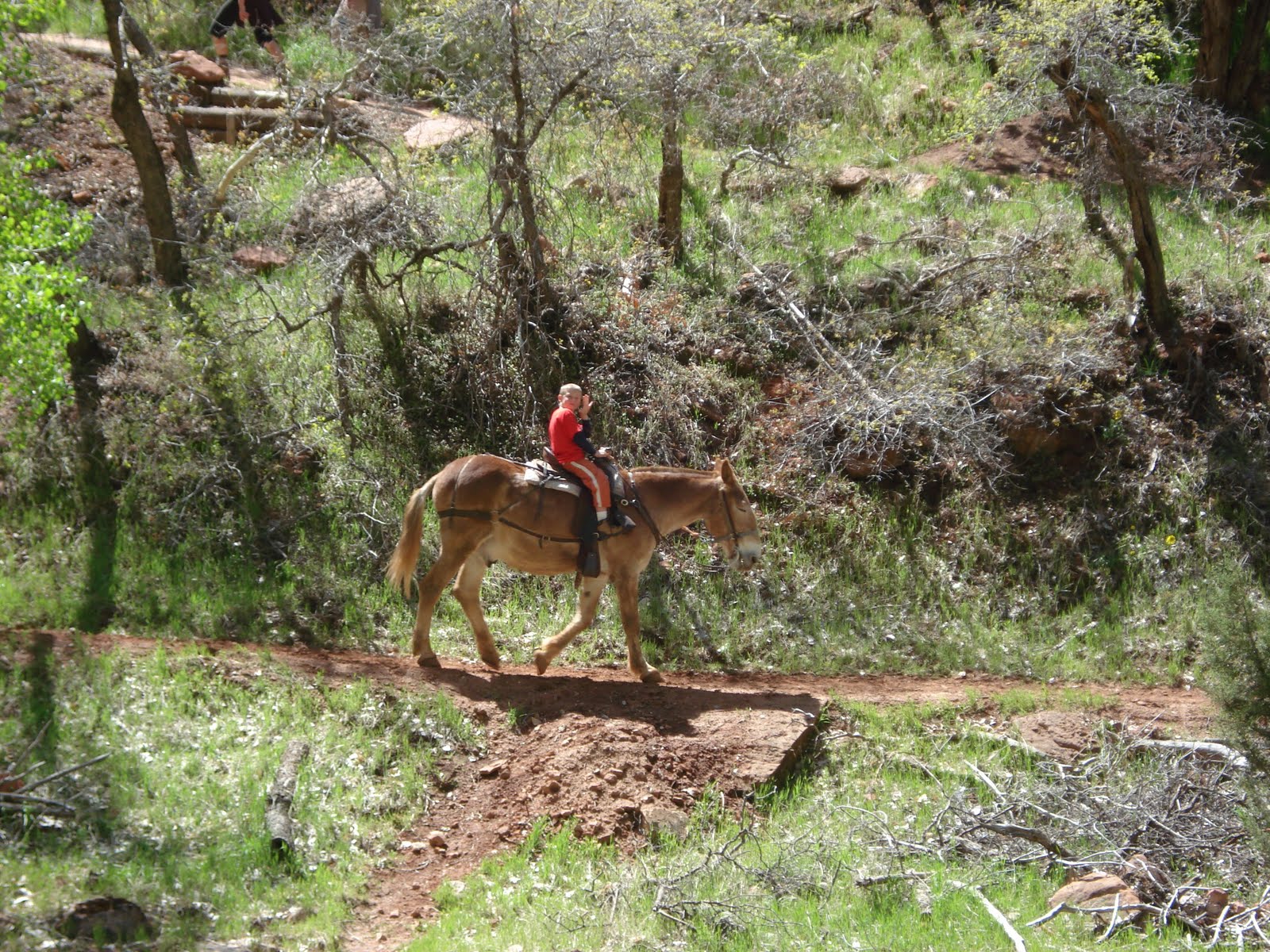 Stafford's On The Road Zion National Park (Horseback Ride), Utah
