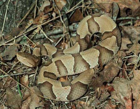 texas copperhead