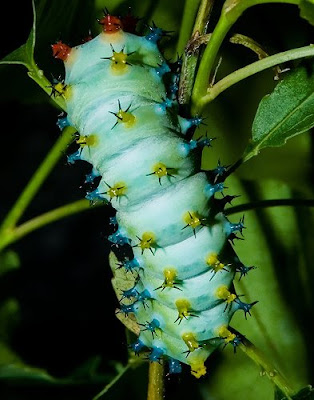 pictures of poisonous caterpillars