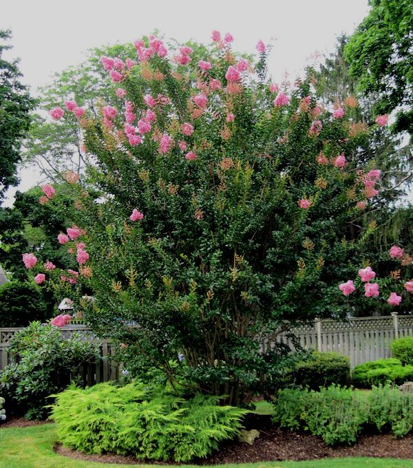 Heidi Horticulture Black Scale On Purple Leaf Sand Cherry Prunus
