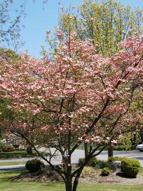 Pink+flowering+dogwood+tree+facts