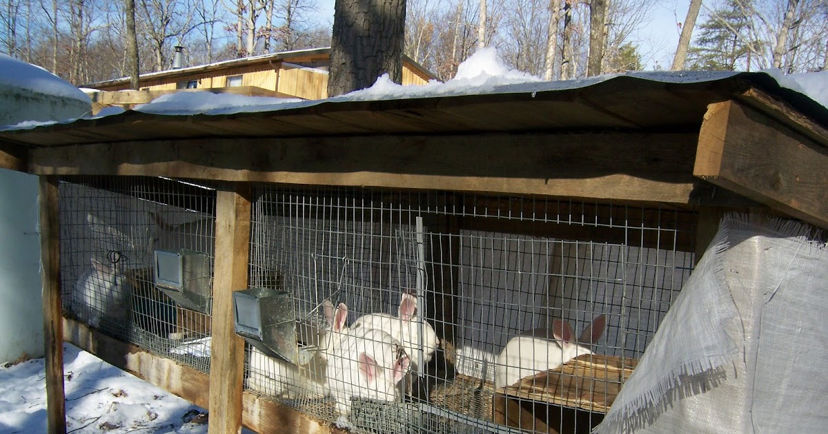 Adventures in the 100 Acre Wood Winter Rabbit Care