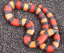 Campbelli Milk Snake