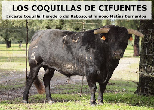 LOS COQUILLAS DE CIFUENTES