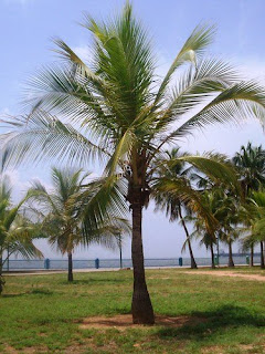 MilenaKarolina: FICHA BROMATOLOGICA DE "EL COCO"