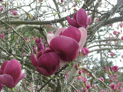 tulip magnolia tree pictures. magnolia tree tattoo. tulip magnolia tree pictures.
