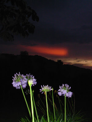 Hay cielos oscuros que no pierden el destello hasta entrada la noche; hay cielos que parecen ocultar cometas son cielos misteriosos que sólo ves cuando un agapando asoma por el objetivo. Santuario de Flora y Fauna Otún Quimbaya
