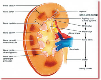 http://4.bp.blogspot.com/_zQj475e1CrI/TAXIbSNbX_I/AAAAAAAABJA/c2idVz7H2n4/s400/kidney_1.jpg