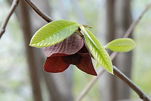 paw paw tree flowering paw paw tree flowering
