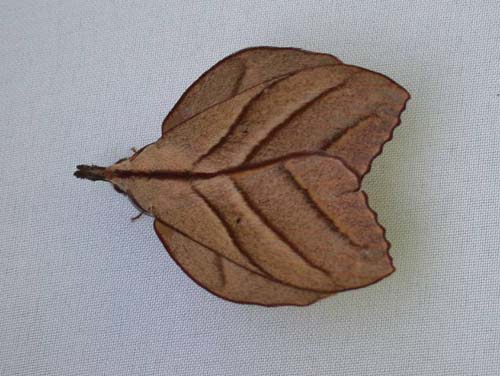 [leaf-moth+1.jpg]