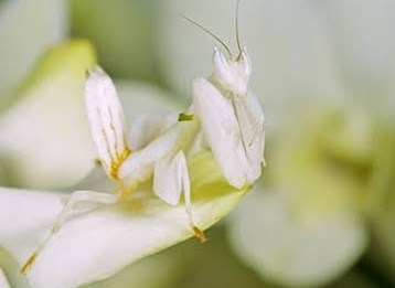[orchid+mantis.jpg]