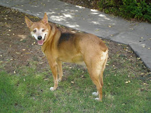 Molly Dog