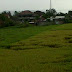 Crop Circle baru di Bantul setelah kemarin di Sleman