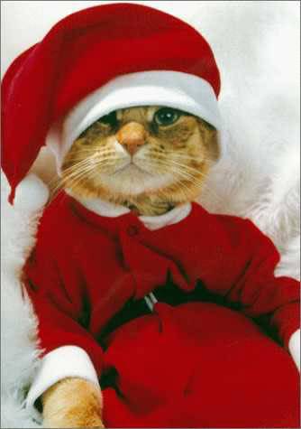 [cat+in+santa+suit.jpg]