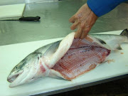 (2) Chum Salmon