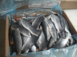 Atlantic Herring (fillets) 4-6 and 6-10 count/kg