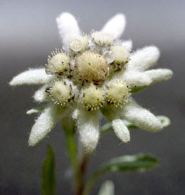 Bunga Edelweiss, Lambang Cinta yang Abadi Bunga Edelweiss, Lambang Cinta yang Abadi