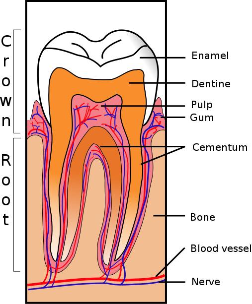 [Tooth_Section.jpg]