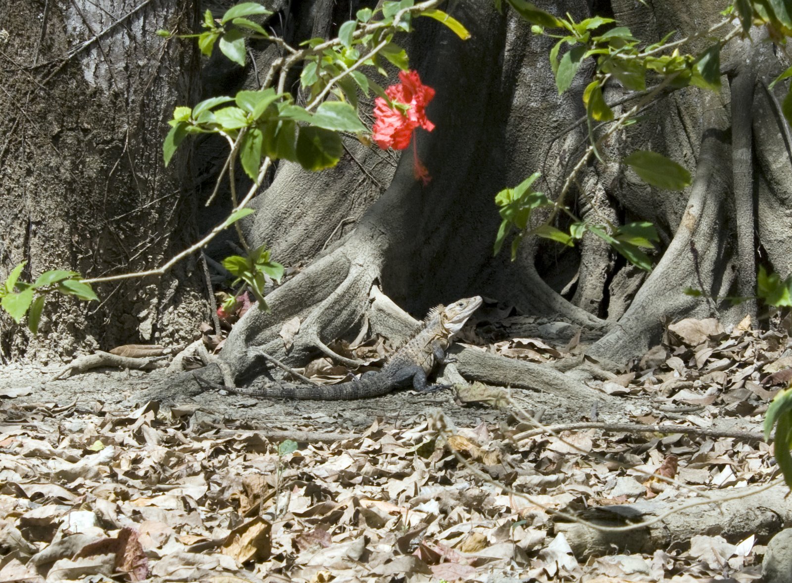 [IMG_1680raw.jpg]