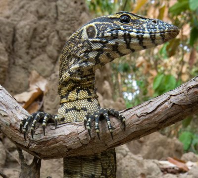Varanus Wikipedia