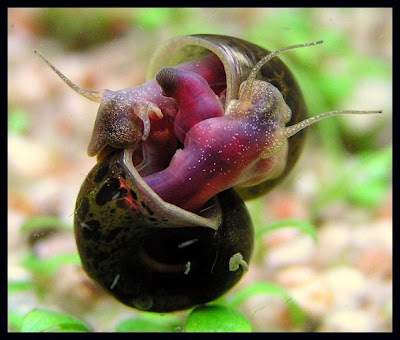 planorbis corneus , caracol diablo planorbis corneus , caracol diablo