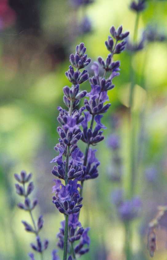 Lavender Malaysia