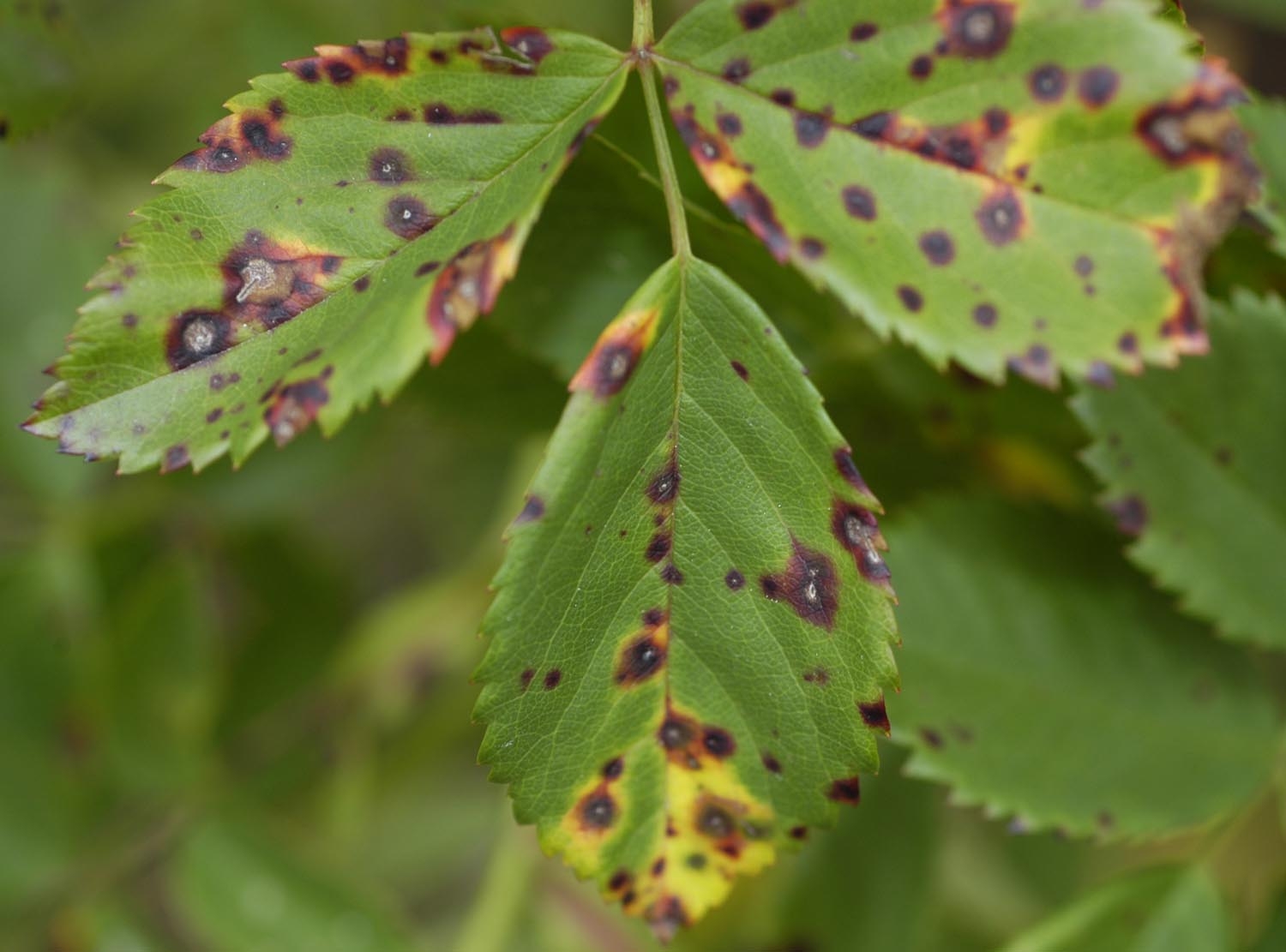 [Rose+cercospora.JPG]
