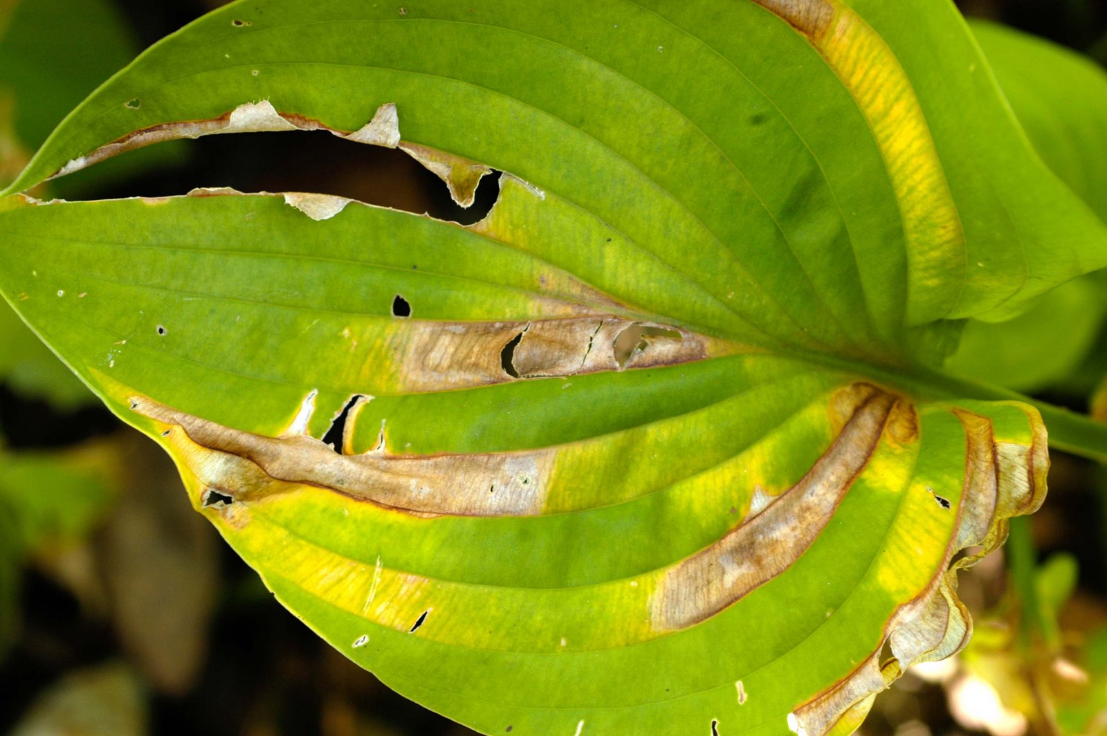 [Foliar+nematode+hosta1.JPG]