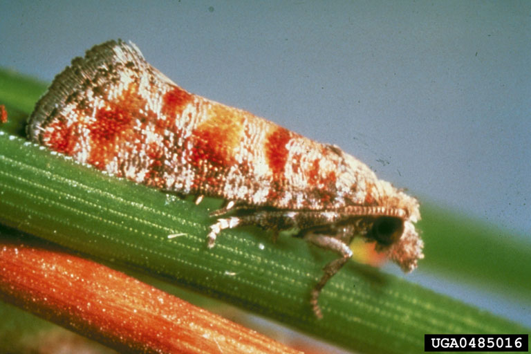[nantucket+pinetip+moth.jpg]