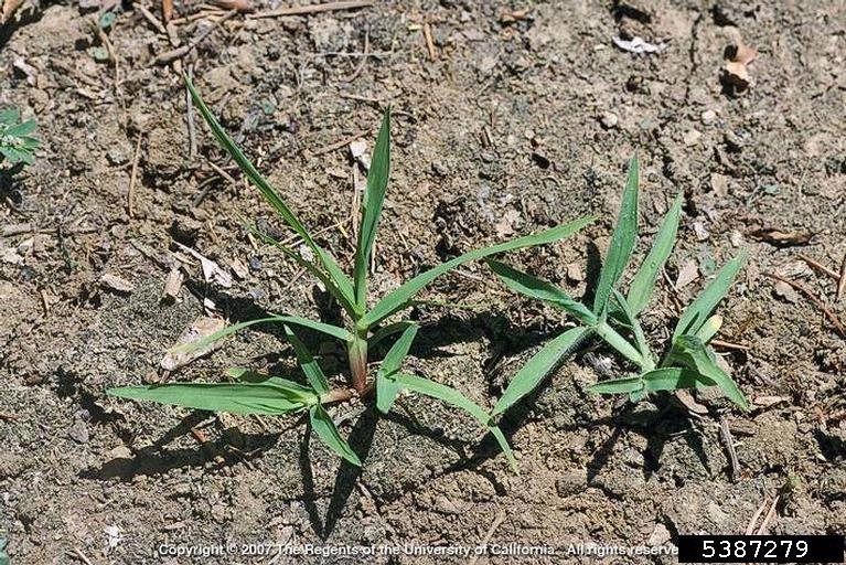 [crabgrass+seedlings.jpg]