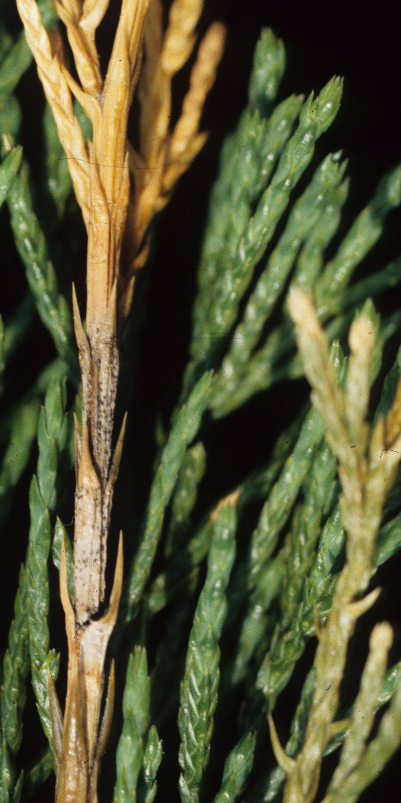 [Kabatina+blight+on+juniper.JPG]