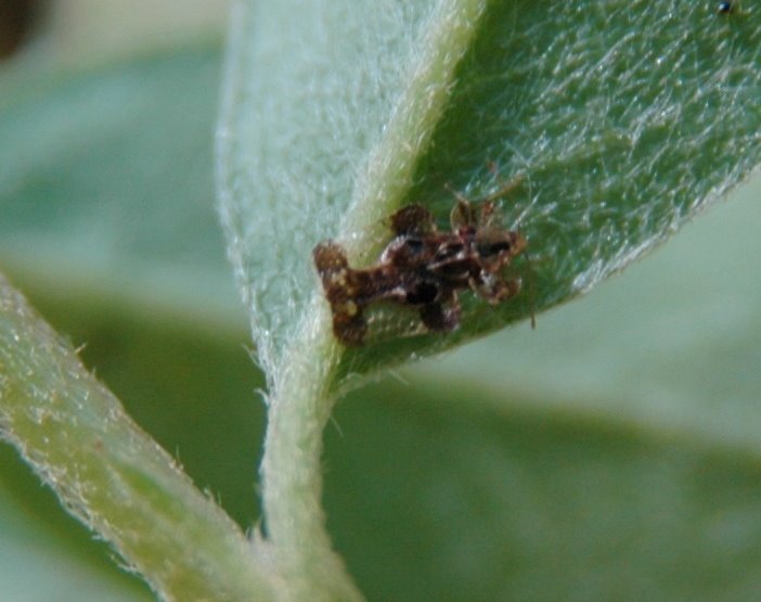 [hawthorn+lace+bug2.jpg]