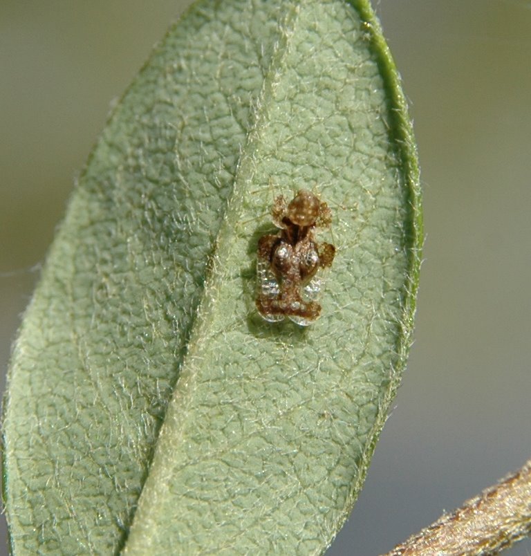 [lace+bug+close.jpg]