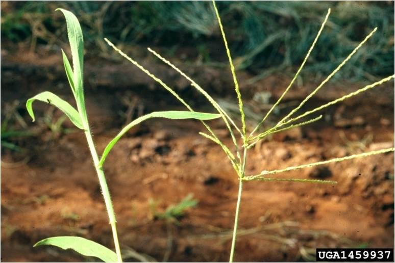 Crabgrass Seed