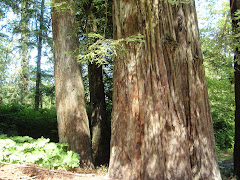 Redwood along the road.