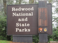 Finally, The Redwoods!