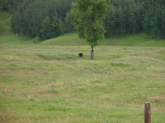 Canadian Black Bear