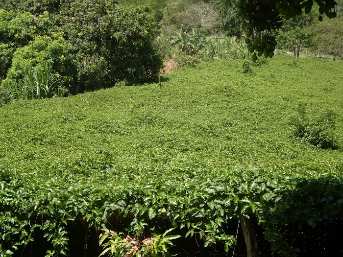 CULTIVO DE MARACUYA DE UN APRENDIZ