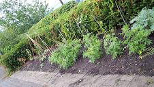 Demo garden 2 - Cambie Square Communal Garden