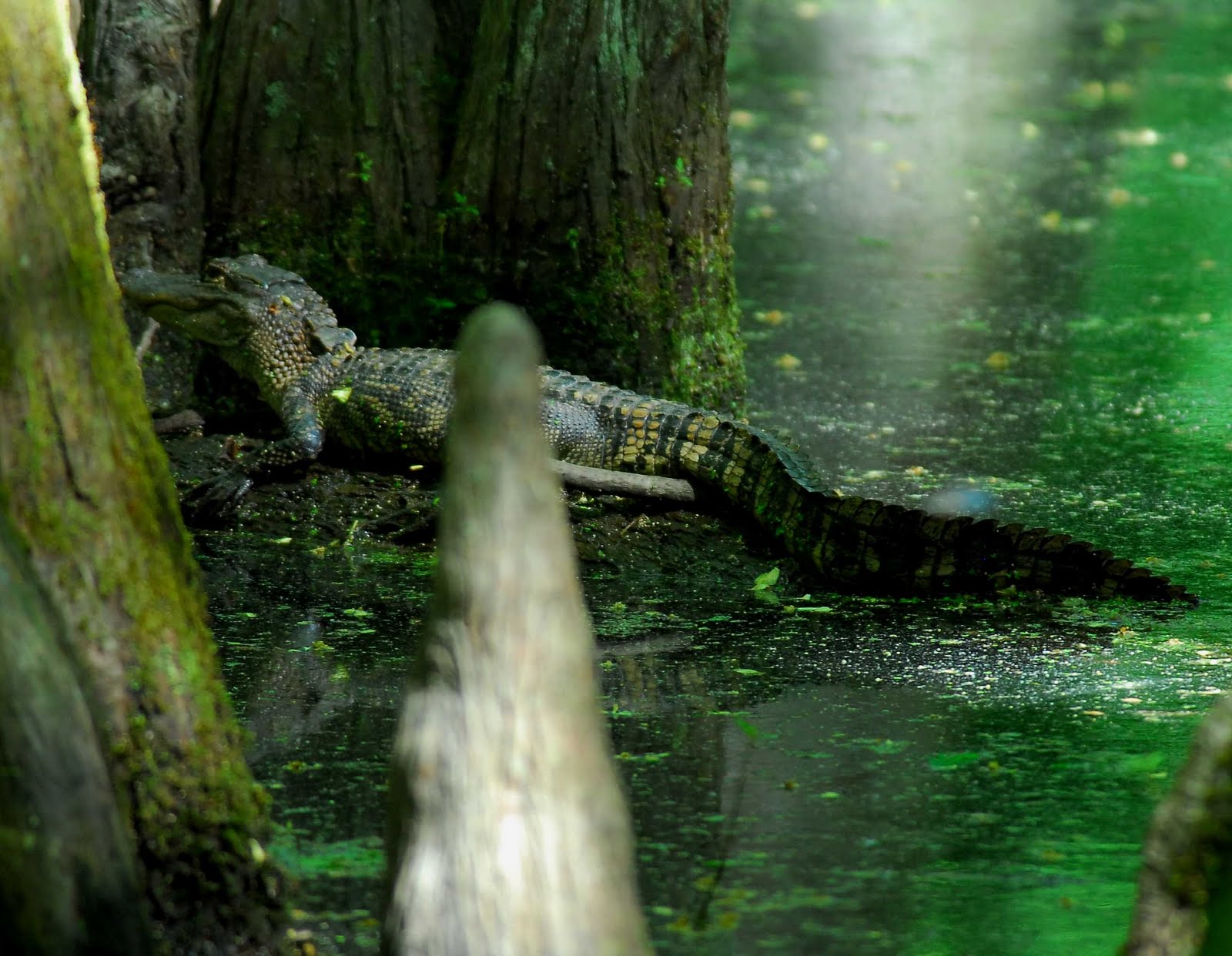 BugOut Survival Swamp Time