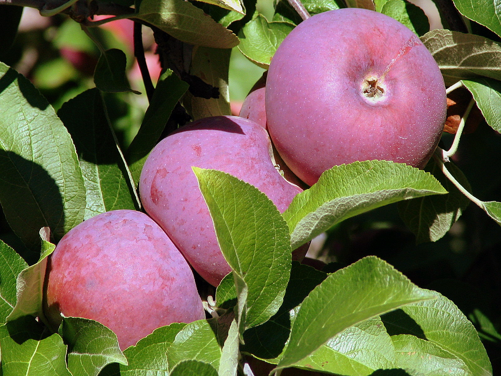 FOOD STYLING AND REAL LIFE Apples A Canape and Apple Picking