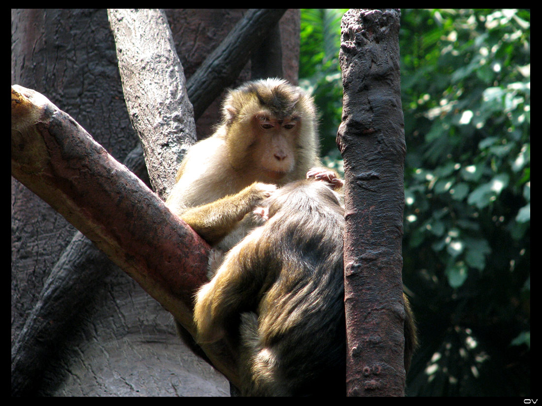 [ZOO-11.6.2008-015.jpg]